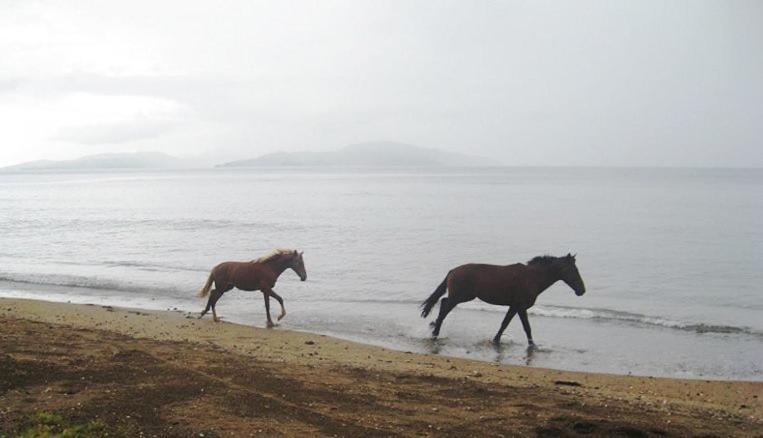 Aroha Taveuni Beachfront Bures Вайево Экстерьер фото
